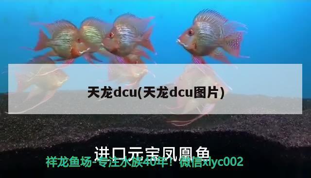 天龍dcu(天龍dcu圖片) 觀賞魚