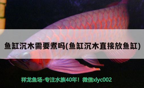 魚缸沉木需要煮嗎(魚缸沉木直接放魚缸)