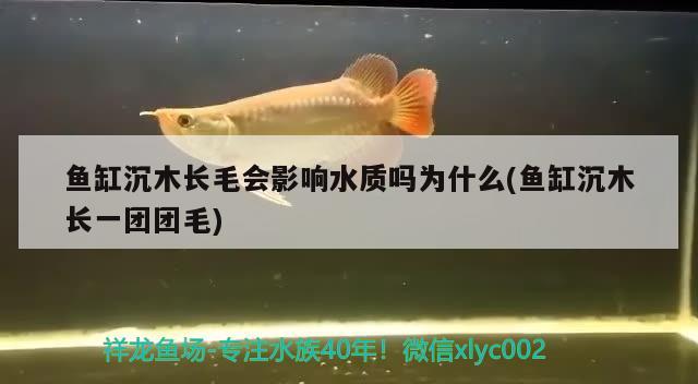 魚缸沉木長毛會影響水質(zhì)嗎為什么(魚缸沉木長一團(tuán)團(tuán)毛) 龍鳳鯉魚