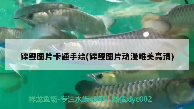 錦鯉圖片卡通手繪(錦鯉圖片動漫唯美高清) 觀賞魚