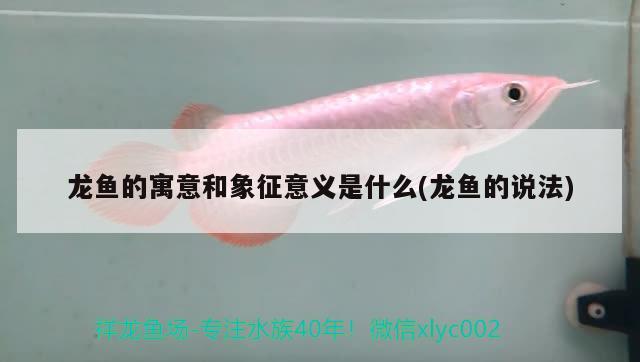 龍魚的寓意和象征意義是什么(龍魚的說法) 觀賞魚