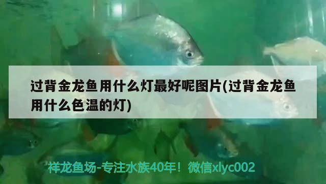 過背金龍魚用什么燈最好呢圖片(過背金龍魚用什么色溫的燈)