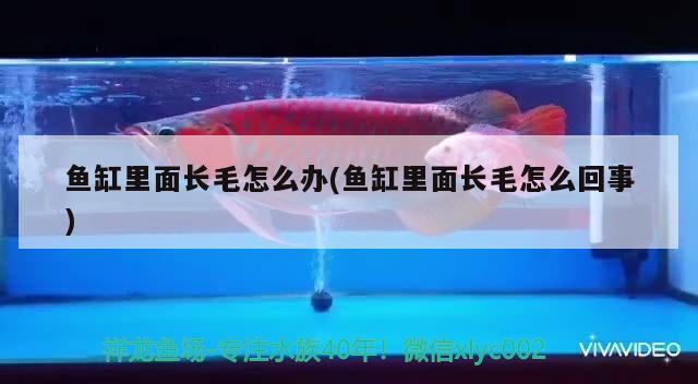 魚(yú)缸里面長(zhǎng)毛怎么辦(魚(yú)缸里面長(zhǎng)毛怎么回事)