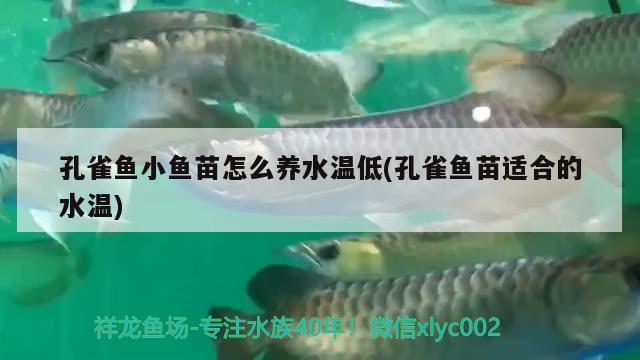 孔雀魚小魚苗怎么養(yǎng)水溫低(孔雀魚苗適合的水溫) 觀賞魚