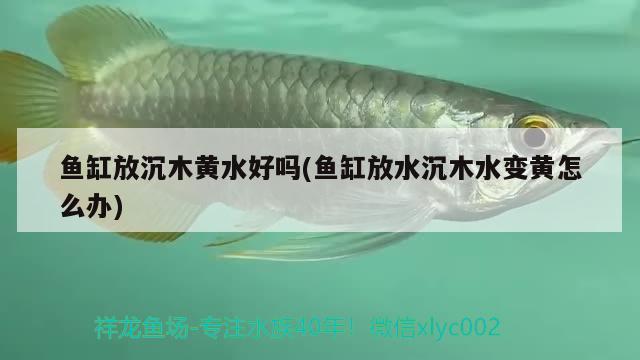 魚缸放沉木黃水好嗎(魚缸放水沉木水變黃怎么辦)