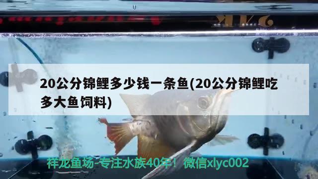 20公分錦鯉多少錢一條魚(20公分錦鯉吃多大魚飼料)