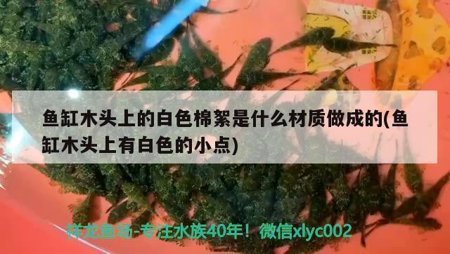 魚缸木頭上的白色棉絮是什么材質(zhì)做成的(魚缸木頭上有白色的小點(diǎn))