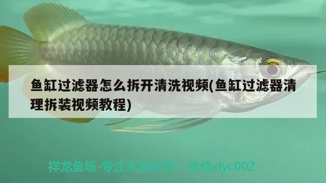 魚缸過濾器怎么拆開清洗視頻(魚缸過濾器清理拆裝視頻教程)