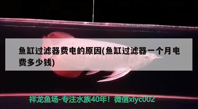 魚缸過濾器費(fèi)電的原因(魚缸過濾器一個(gè)月電費(fèi)多少錢)