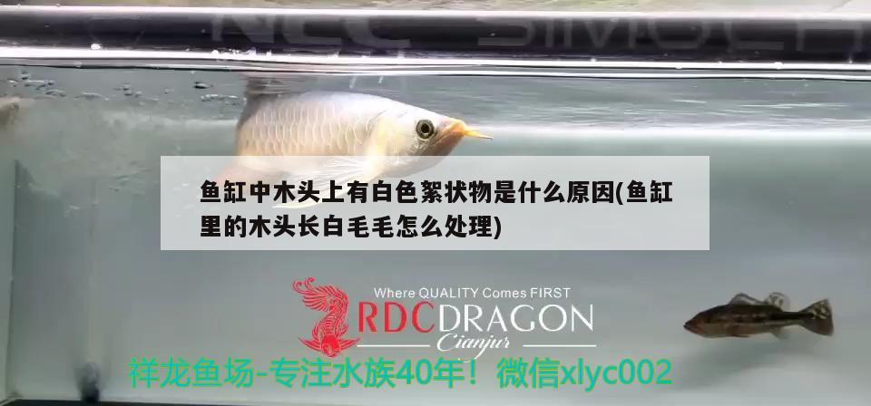 魚缸中木頭上有白色絮狀物是什么原因(魚缸里的木頭長白毛毛怎么處理)