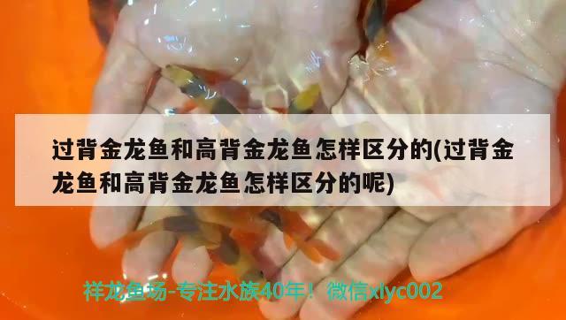 過背金龍魚和高背金龍魚怎樣區(qū)分的(過背金龍魚和高背金龍魚怎樣區(qū)分的呢)