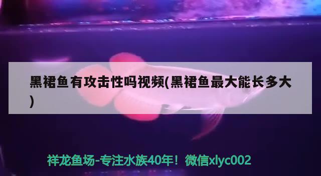 黑裙魚(yú)有攻擊性嗎視頻(黑裙魚(yú)最大能長(zhǎng)多大) 觀賞魚(yú)