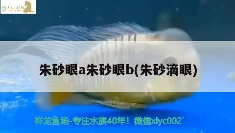 朱砂眼a朱砂眼b(朱砂滴眼) 觀賞魚