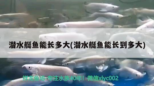 潛水艇魚能長多大(潛水艇魚能長到多大)