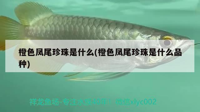 橙色鳳尾珍珠是什么(橙色鳳尾珍珠是什么品種) 觀賞魚