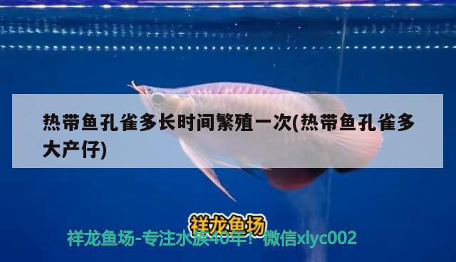 熱帶魚孔雀多長時間繁殖一次(熱帶魚孔雀多大產(chǎn)仔) 觀賞魚