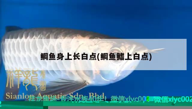 魚缸里放木頭有什么用(魚缸里放木頭有什么講究)