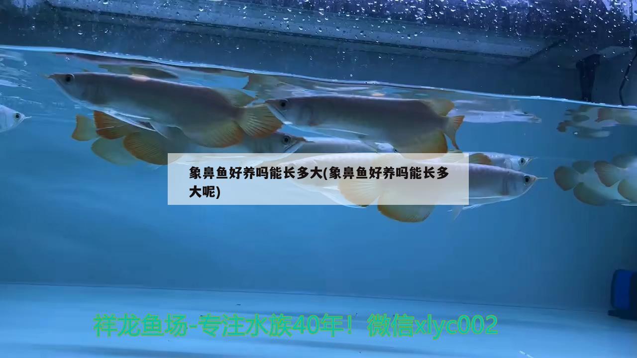 象鼻魚好養(yǎng)嗎能長多大(象鼻魚好養(yǎng)嗎能長多大呢) 觀賞魚