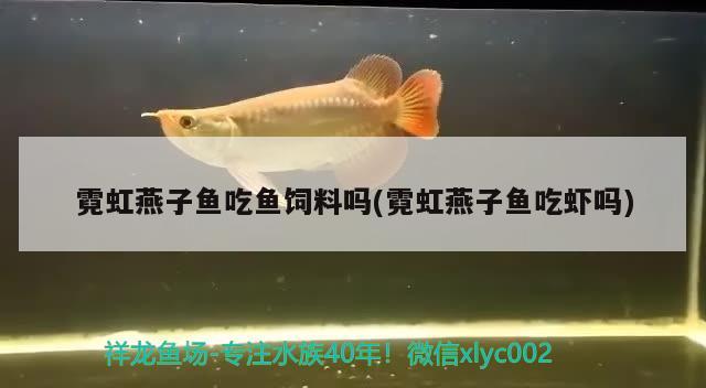 霓虹燕子魚吃魚飼料嗎(霓虹燕子魚吃蝦嗎)