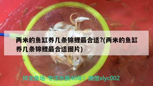 兩米的魚缸養(yǎng)幾條錦鯉最合適?(兩米的魚缸養(yǎng)幾條錦鯉最合適圖片) 和尚魚