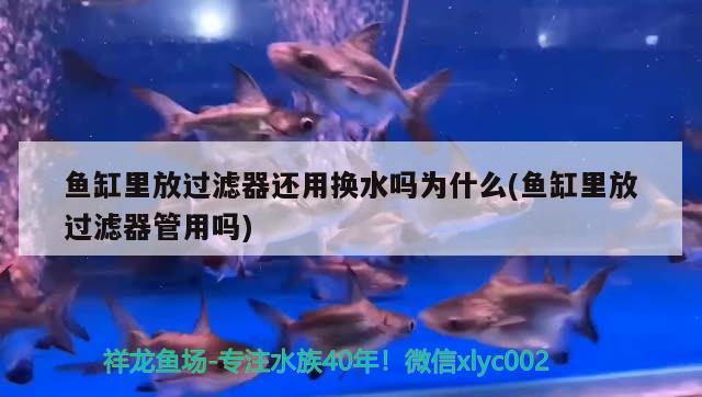 魚缸里放過(guò)濾器還用換水嗎為什么(魚缸里放過(guò)濾器管用嗎)