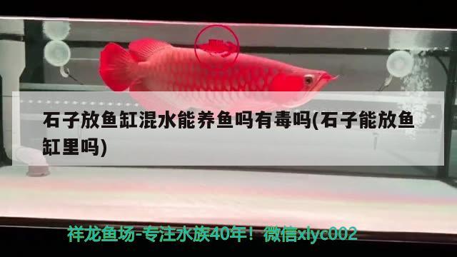 石子放魚缸混水能養(yǎng)魚嗎有毒嗎(石子能放魚缸里嗎)