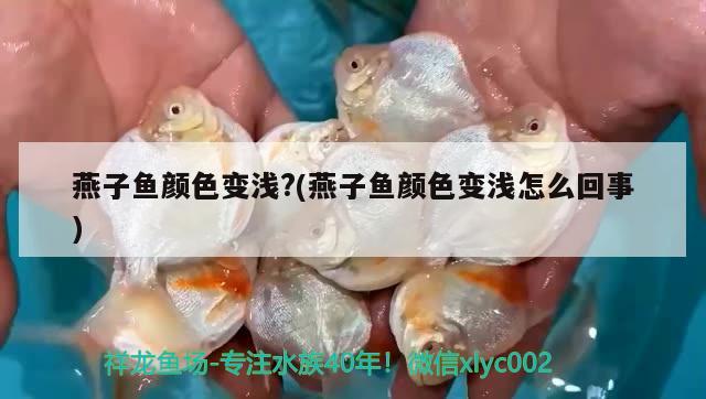 燕子魚顏色變淺?(燕子魚顏色變淺怎么回事)