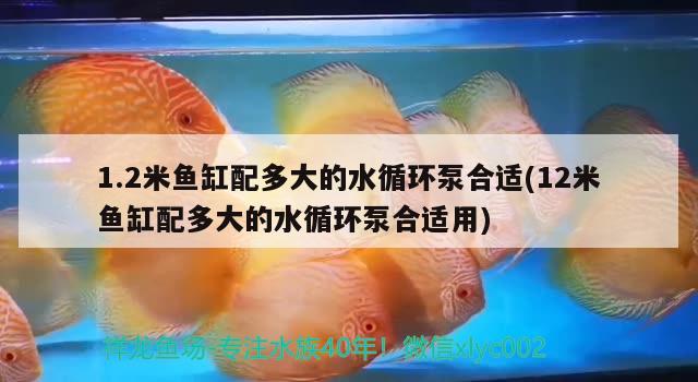 1.2米魚缸配多大的水循環(huán)泵合適(12米魚缸配多大的水循環(huán)泵合適用)