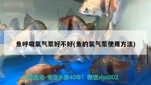 魚呼吸氧氣泵好不好(魚的氧氣泵使用方法) 2025第29屆中國國際寵物水族展覽會CIPS（長城寵物展2025 CIPS）