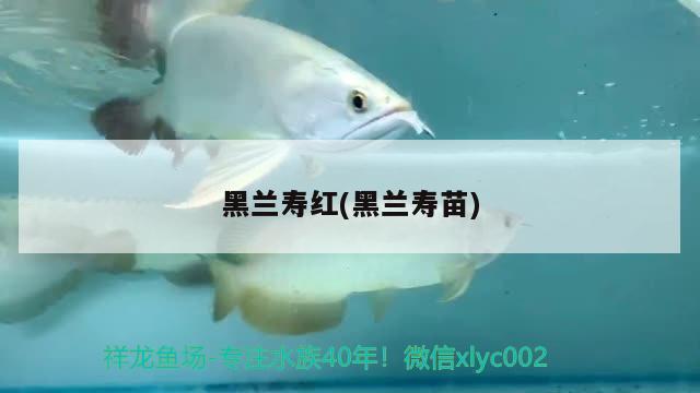 黑蘭壽紅(黑蘭壽苗) 觀賞魚