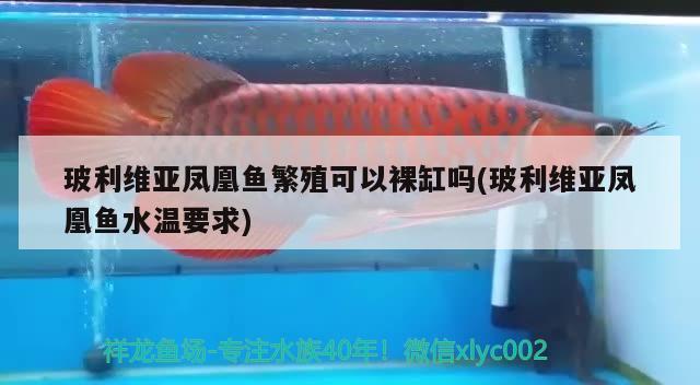 玻利維亞鳳凰魚繁殖可以裸缸嗎(玻利維亞鳳凰魚水溫要求)