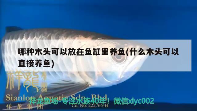 哪種木頭可以放在魚缸里養(yǎng)魚(什么木頭可以直接養(yǎng)魚)