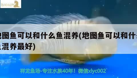 地圖魚可以和什么魚混養(yǎng)(地圖魚可以和什么魚混養(yǎng)最好) 觀賞魚