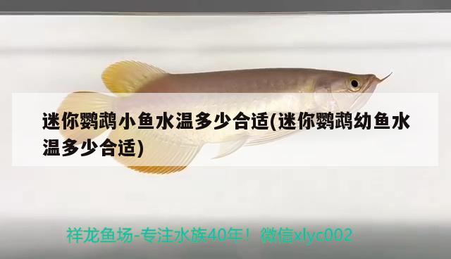 迷你鸚鵡小魚水溫多少合適(迷你鸚鵡幼魚水溫多少合適) 鸚鵡魚