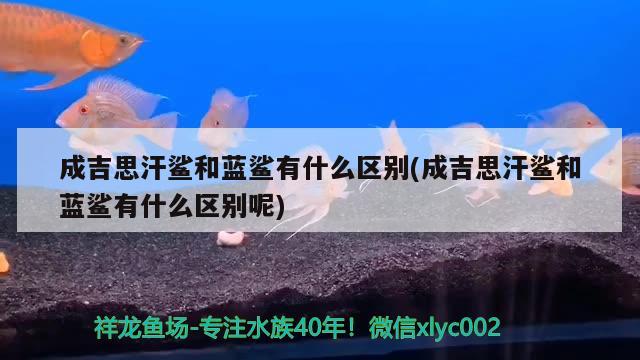 成吉思汗鯊和藍(lán)鯊有什么區(qū)別(成吉思汗鯊和藍(lán)鯊有什么區(qū)別呢) 成吉思汗鯊（球鯊）魚