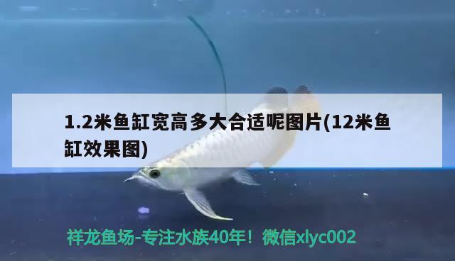 1.2米魚缸寬高多大合適呢圖片(12米魚缸效果圖)