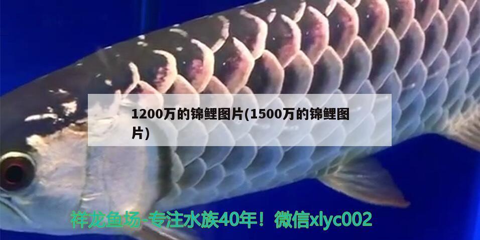 1200萬(wàn)的錦鯉圖片(1500萬(wàn)的錦鯉圖片)