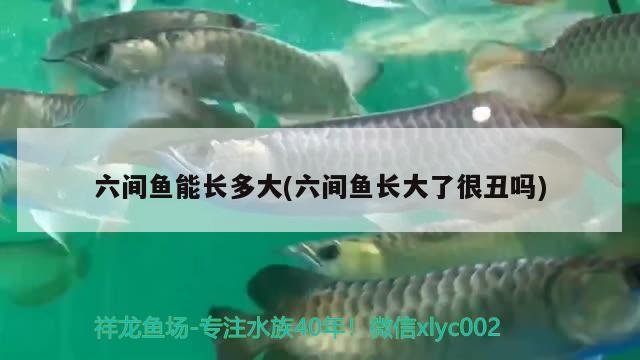 六間魚能長多大(六間魚長大了很丑嗎)