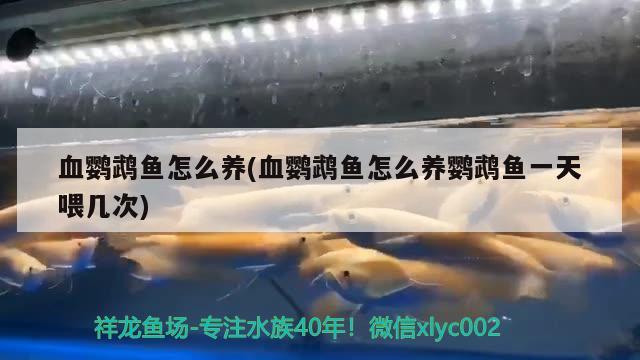 血鸚鵡魚怎么養(yǎng)(血鸚鵡魚怎么養(yǎng)鸚鵡魚一天喂幾次)