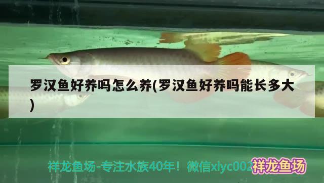 羅漢魚(yú)好養(yǎng)嗎怎么養(yǎng)(羅漢魚(yú)好養(yǎng)嗎能長(zhǎng)多大)