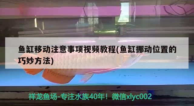 魚缸移動注意事項視頻教程(魚缸挪動位置的巧妙方法)