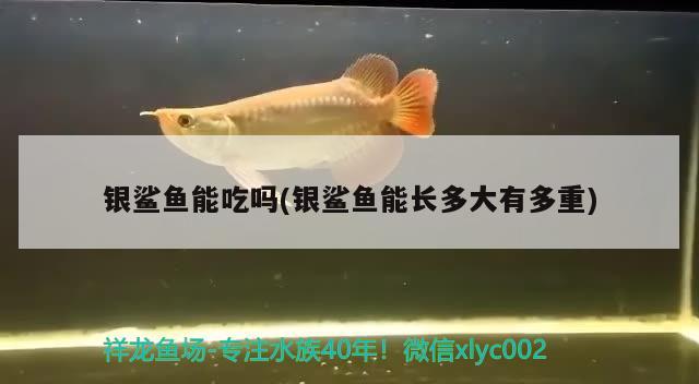 銀鯊魚能吃嗎(銀鯊魚能長(zhǎng)多大有多重)