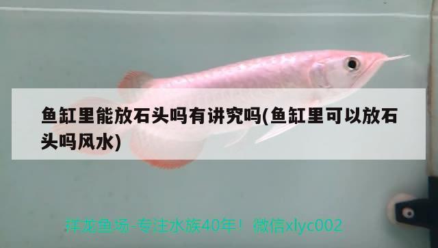 魚缸里能放石頭嗎有講究嗎(魚缸里可以放石頭嗎風水) 魚缸風水