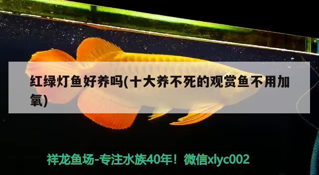 紅綠燈魚好養(yǎng)嗎(十大養(yǎng)不死的觀賞魚不用加氧) 觀賞魚