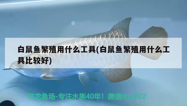 白鼠魚繁殖用什么工具(白鼠魚繁殖用什么工具比較好)