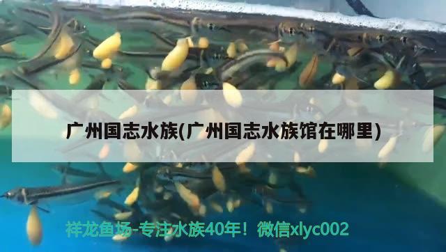 廣州國(guó)志水族(廣州國(guó)志水族館在哪里)