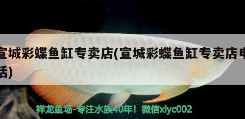 宣城彩蝶魚缸專賣店(宣城彩蝶魚缸專賣店電話) 彩鰈魚缸（彩蝶魚缸）