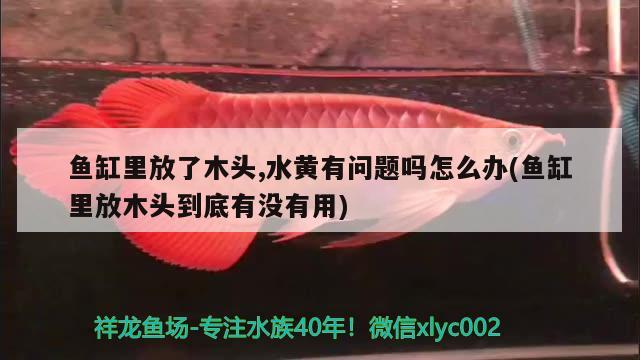 魚缸里放了木頭,水黃有問(wèn)題嗎怎么辦(魚缸里放木頭到底有沒(méi)有用)