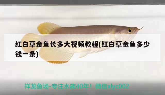 紅白草金魚長多大視頻教程(紅白草金魚多少錢一條) 觀賞魚