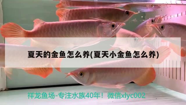 夏天的金魚怎么養(yǎng)(夏天小金魚怎么養(yǎng))